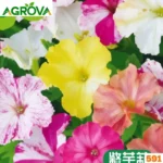Mixed Four O’Clock Flower Seeds সন্ধ্যামণি বা সন্ধ্যামালতী মিশ্রণ বীজ 591