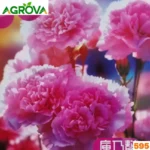 Pink Carnation Flower Seeds গোলাপী কার্নেশন বীজ 595