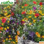 Wildflower Mix 20+Varieties ওয়াইল্ডফ্লাওয়ার মিক্স বীজ 605