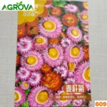 Strawflower Seeds স্ট্র-ফ্লাওয়ার বীজ 609