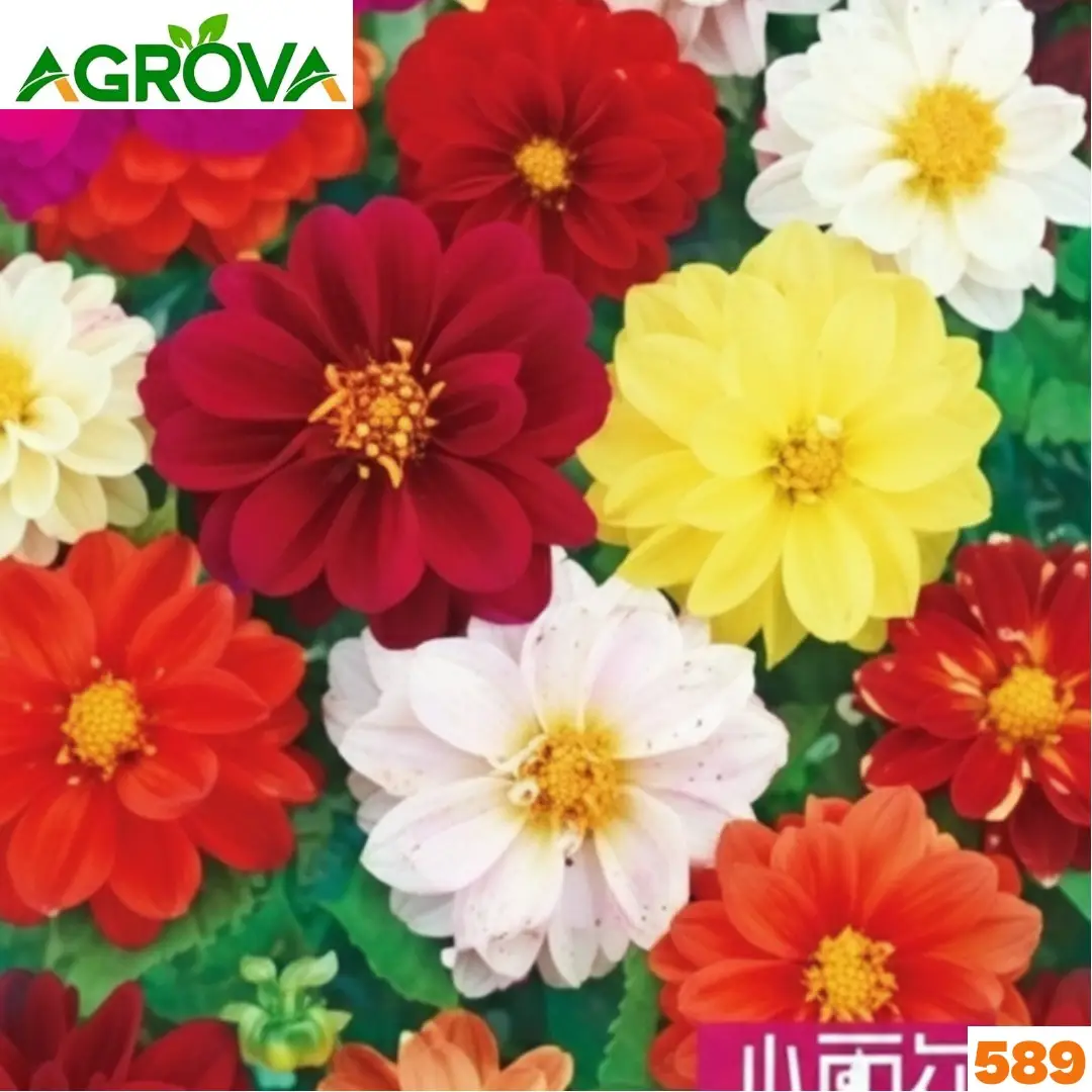 589 Miniature Dahlia Mix ক্ষুদ্রাকার ডালিয়া মিশ্রণ ১০০ পিস 589 - Image 1