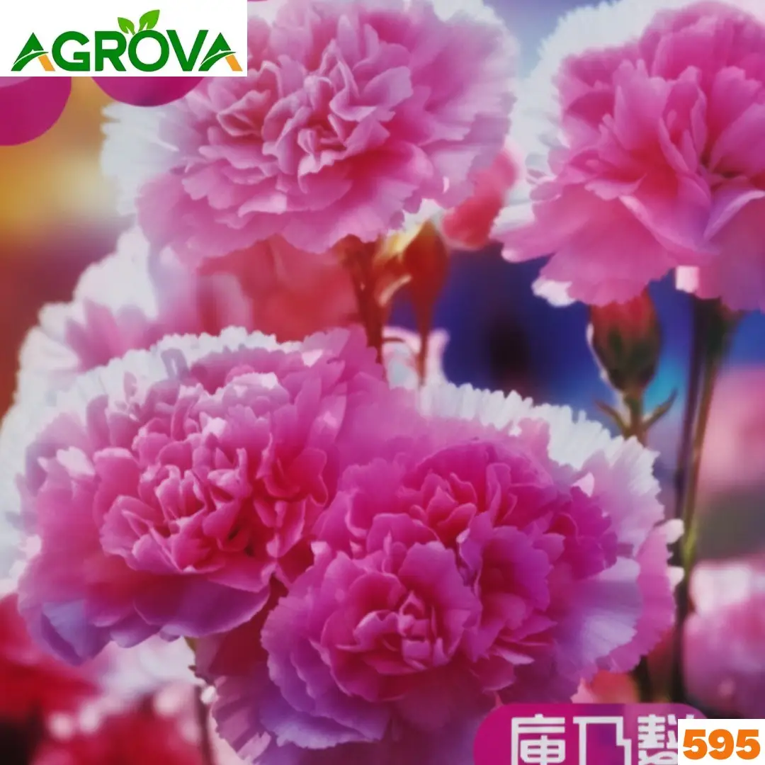 595 Pink Carnation Flower Seeds গোলাপী কার্নেশন বীজ 595 - Image 1