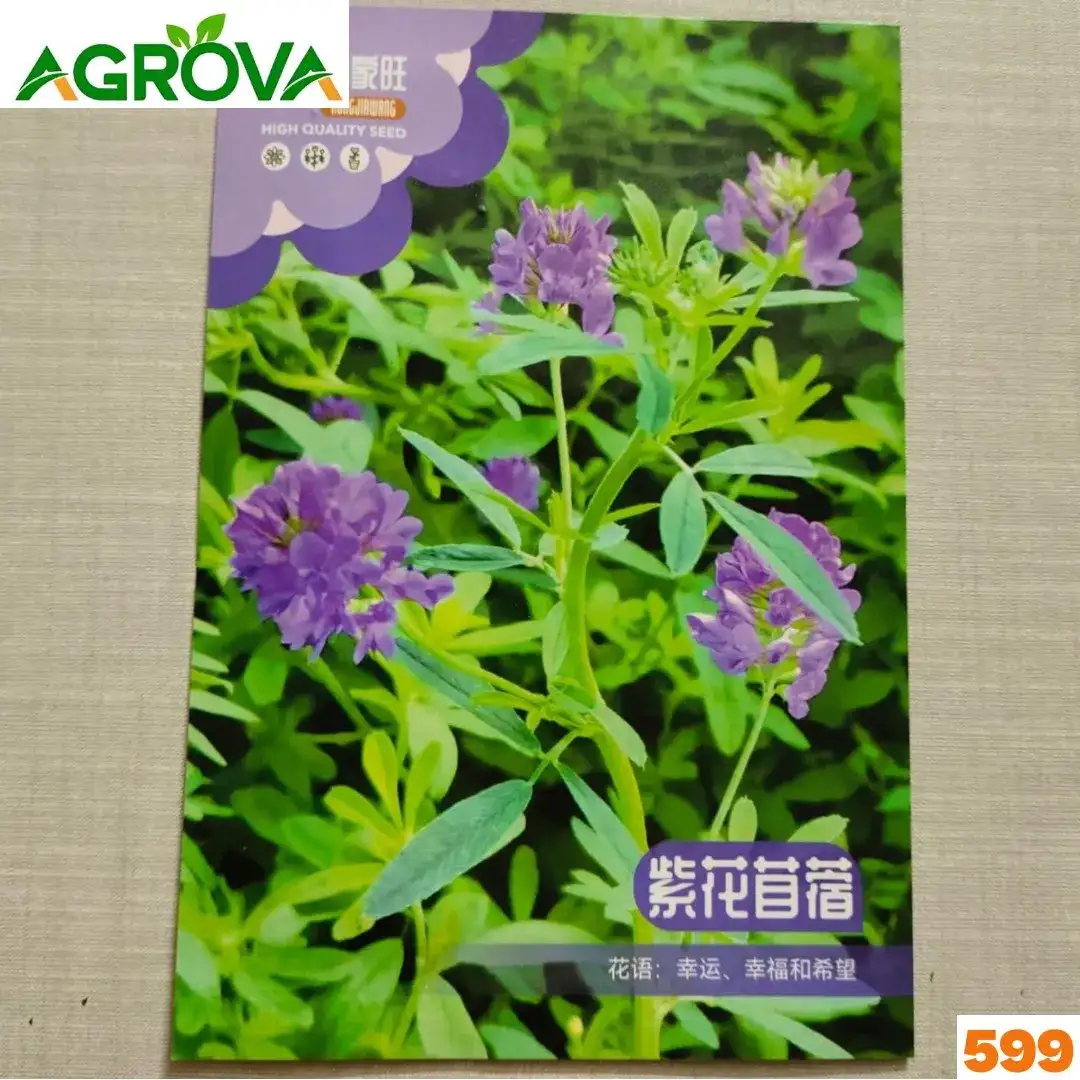 599-1 Alfalfa Lucerne Flower Seeds আলফালফা লুসার্ন বীজ 599 - Image 1