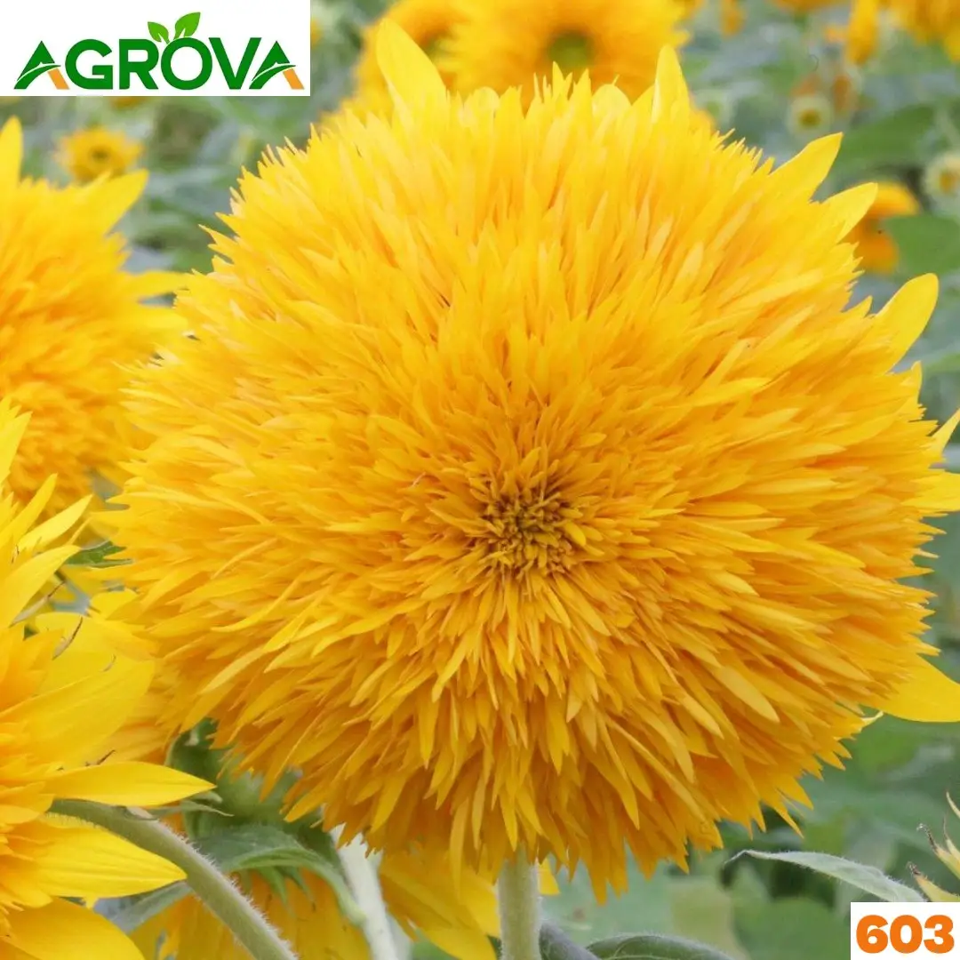 603 Teddy Bear sunflower Seeds টেডি বেয়ার সূর্যমুখী বীজ 50Pcs 603 - Image 1